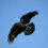 The Crow